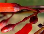  Calyx